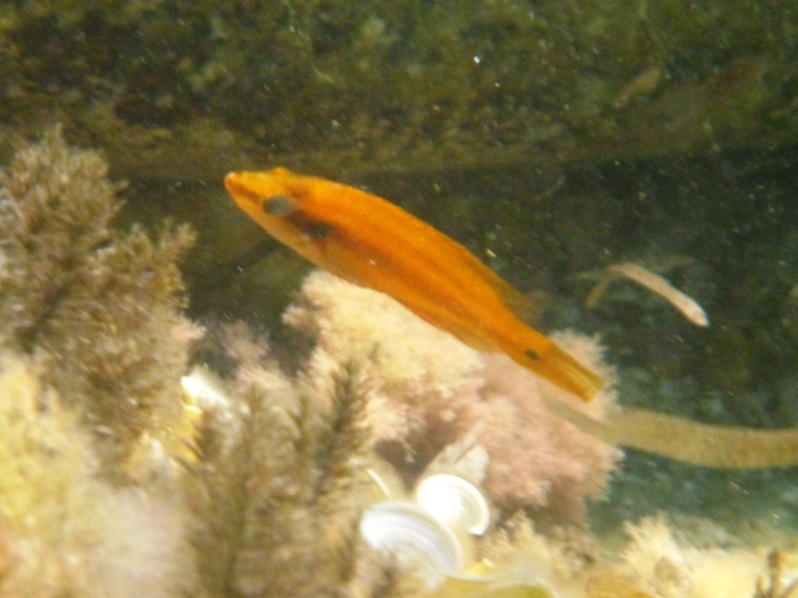 Tordo arancione (Symphodus ocellatus)